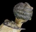 Three Holardops Trilobites - Orange Eye Facets #49691-2